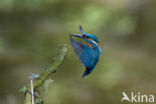 IJsvogel (Alcedo atthis)