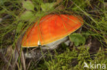 Keizeramaniet (Amanita caesarea)