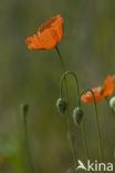 Klaproos (Papaver spec.)