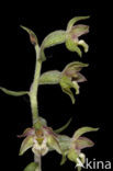 Kleinbladige wespenorchis (Epipactis microphylla)