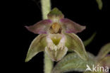 Kleinbladige wespenorchis (Epipactis microphylla)