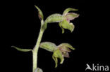 Kleinbladige wespenorchis (Epipactis microphylla)