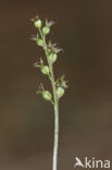 Kleine keverorchis (Listera cordata) 