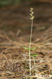 Kleine keverorchis (Listera cordata) 