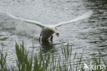 Knobbelzwaan (Cygnus olor)