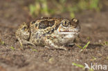 Knoflookpad (Pelobates fuscus) 