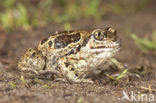 Knoflookpad (Pelobates fuscus) 