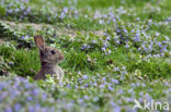 Konijn (Oryctolagus cuniculus) 