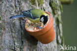 Koolmees (Parus major)