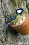 Koolmees (Parus major)