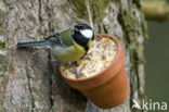 Koolmees (Parus major)