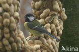 Koolmees (Parus major)