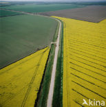 Koolzaad (Brassica napus)