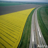 Koolzaad (Brassica napus)