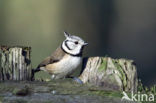 Kuifmees (Parus cristatus)