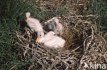 Lepelaar (Platalea leucorodia)