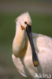 Lepelaar (Platalea leucorodia)