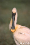 Lepelaar (Platalea leucorodia)