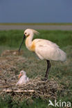 Lepelaar (Platalea leucorodia)