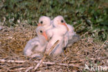 Lepelaar (Platalea leucorodia)