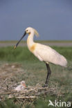 Lepelaar (Platalea leucorodia)