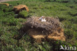 Lepelaar (Platalea leucorodia)