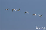 Lepelaar (Platalea leucorodia)