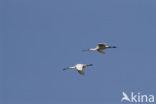 Lepelaar (Platalea leucorodia)