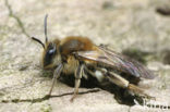 Lichte wilgenzandbij (Andrena mitis)