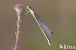 Maanwaterjuffer (Coenagrion lunulatum)