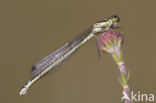 Maanwaterjuffer (Coenagrion lunulatum)