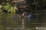 Meerkoet (Fulica atra)