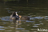 Meerkoet (Fulica atra)