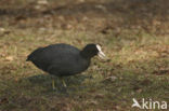 Meerkoet (Fulica atra)