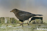 Merel (Turdus merula)