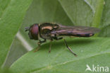 Micaplatvoetje (Platycheirus albimanus)