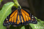 Monarchvlinder (Danaus plexippus)