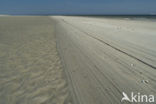 Nationaal Park Duinen van Texel