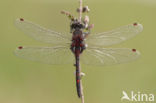 Noordse witsnuitlibel (Leucorrhinia rubicunda)