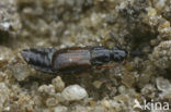 Omalium rivulare