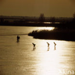 Oostvaardersplassen