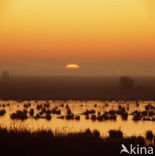 Oostvaardersplassen