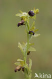 Ophrys fusca subsp. minima