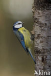 Pimpelmees (Parus caeruleus)