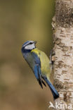 Pimpelmees (Parus caeruleus)