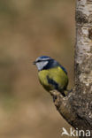 Pimpelmees (Parus caeruleus)