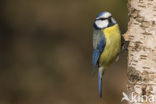 Pimpelmees (Parus caeruleus)