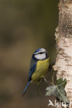 Pimpelmees (Parus caeruleus)