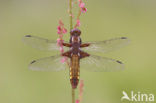 Platbuik (Libellula depressa)