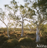 Port Hedland